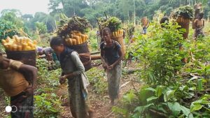 Projet DAppui Et Daccompagnement Des Femmes Autochtones Pygmees Pour Une Agriculture Resiliente Et Durable 3 300x169