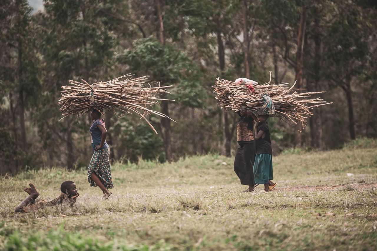 Women carrying large bundles of wood in a rural area with trees in the background.